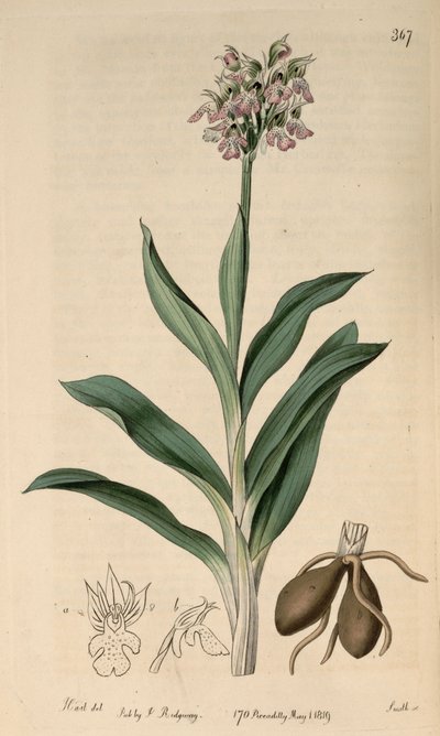 Illustration of Neotinea tridentata subsp. tridentata (as syn. Orchis variegata All.) by M. Hart